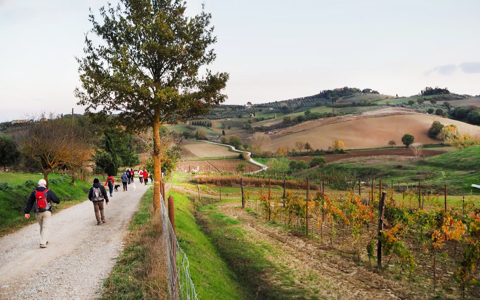 Comune Torrita di Siena (Torrita e dintorni)
