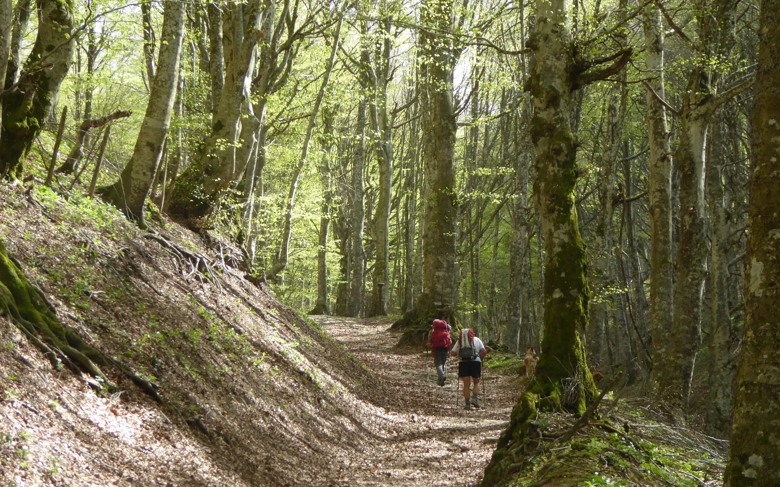 Nei boschi del Monte Fumaiolo, all’Eremo di Sant’Alberico e alla Sorgente del Tevere